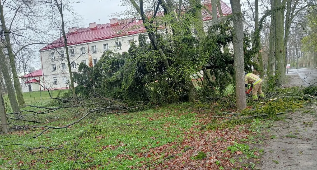 Powalone drzewo w parku Zespołu Szkół  w Radoryżu Smolonym  
