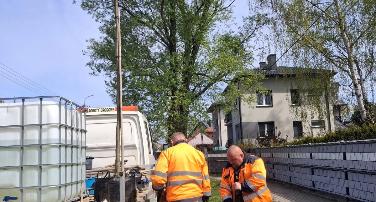 Wojna o zieleń na Jana Pawła II. Zniknęła jedna lipa, w jej miejsce wkopali sześć!