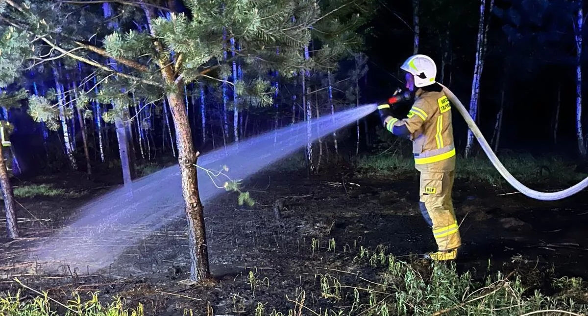 Nocny pożar lasu w Okrzei-Lipinach. Strażacy w akcji