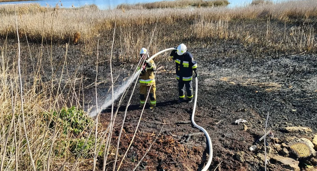 Pożar trzcinowisk w Jeleńcu – w akcji osiem zastępów straży
