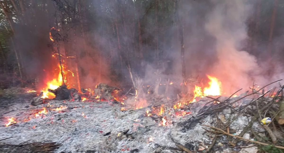 Ogień przy trasie w Okrzeja-Budki!  Strażacy uratowali las przed żywiołem