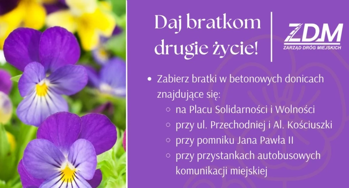 Mieszkańcy Łukowa mogą bezpłatnie zabrać bratki z miejskich donic