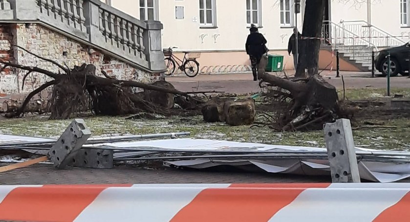Świerki przed Kolegiatą poszły pod topór. 