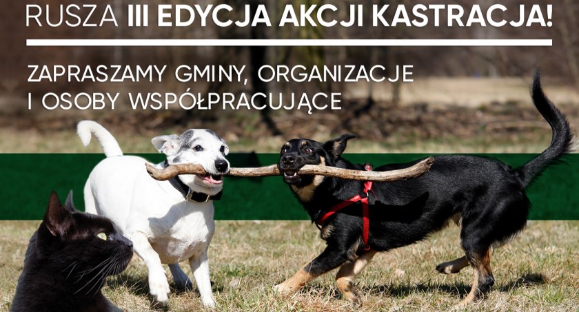 Jak rozwiązać problem bezdomności zwierząt w Polsce? Istnieje tylko jedno skuteczne rozwiązanie.