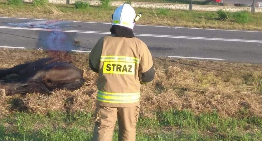 Wypadek w Czerśli. Nie przeżył koń (ZDJĘCIA) 