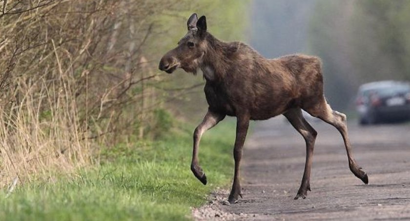 Łoś wyszedł na drogę. Kolizja w Biardach 