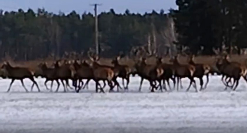 Rzadki widok w lasach powiatu łukowskiego. Chmara saren i jeleni między Siedliskami, a Sarnowem (WIDEO) 