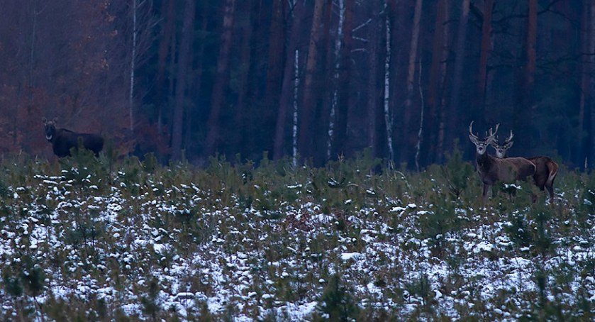 Leśne spotkanie łosi i jeleni w Jacie koło Łukowa. Piękne zdjęcia Romana Korlagi