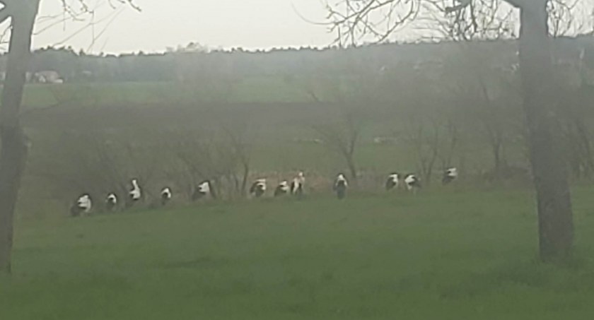 Zlot bocianów w Siedliskach. Czytelniczka Łuków.tv nagrała jak jedzą śniadanie (WIDEO) 
