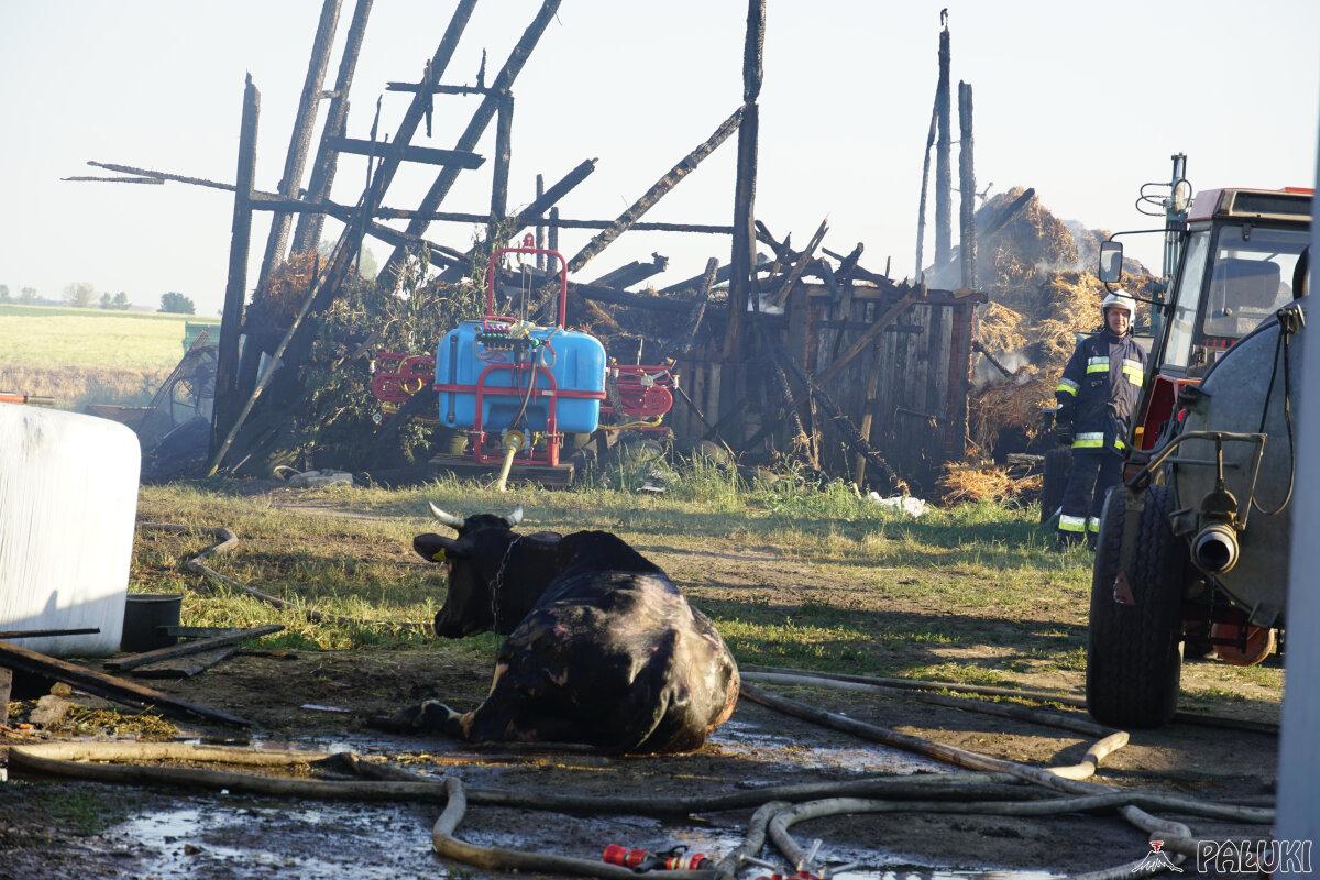Tragedia w Mamliczu. W pożarze stodoły i obory zginęła kobieta (zdjęcia)