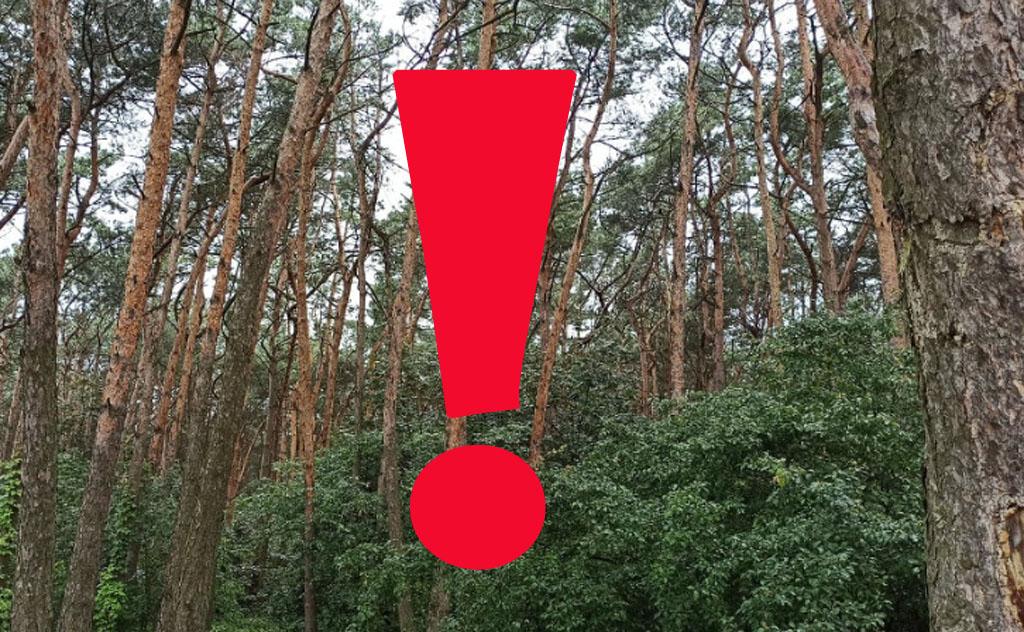 Służby szukają obiektu wojskowego w lesie koło Szubina