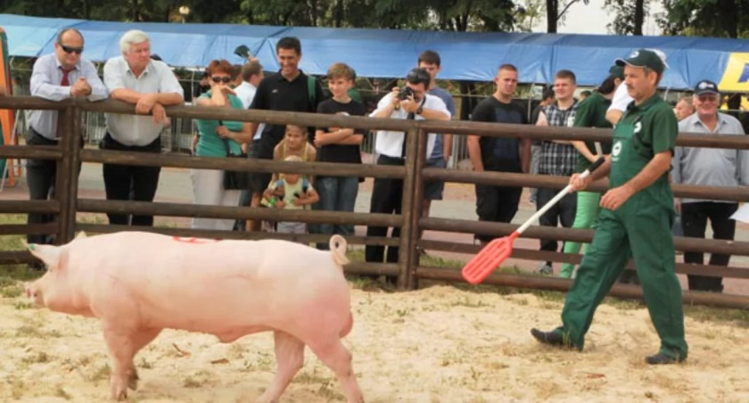 Najpiękniejsze i wysoce mięsne
