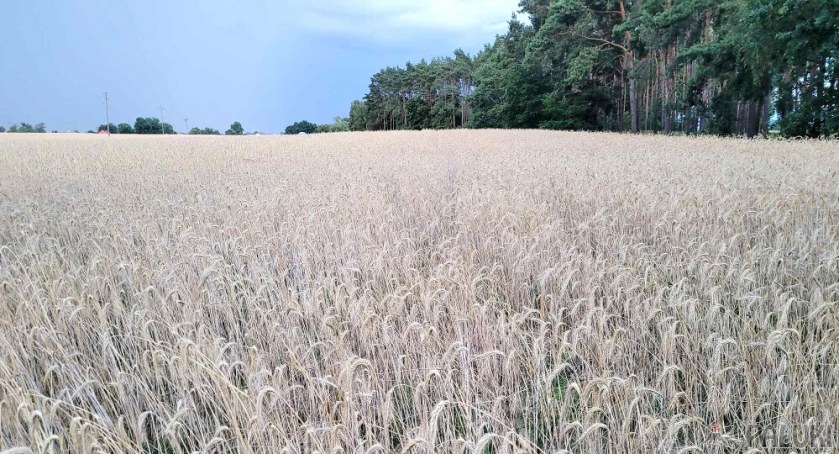 Susza w gminie Barcin: 206 gospodarstw ze stratami na ponad 5.200 hektarach upraw