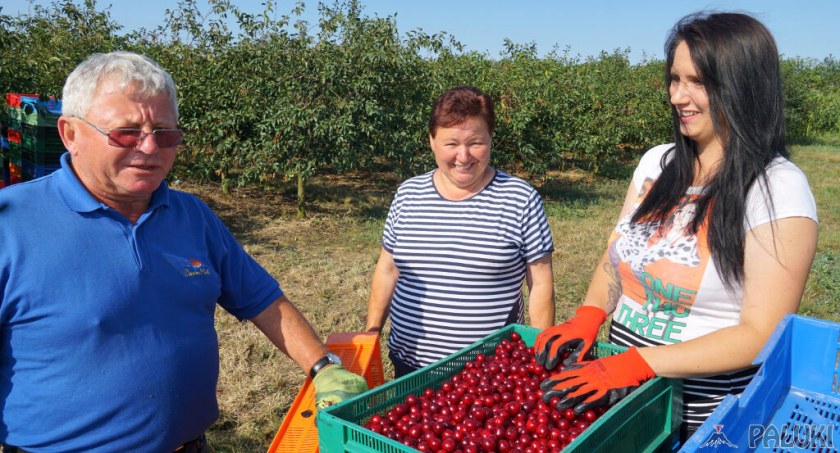 Wiśniowe żniwa w Aleksandrowie. Zbiory mniejsze o 40%