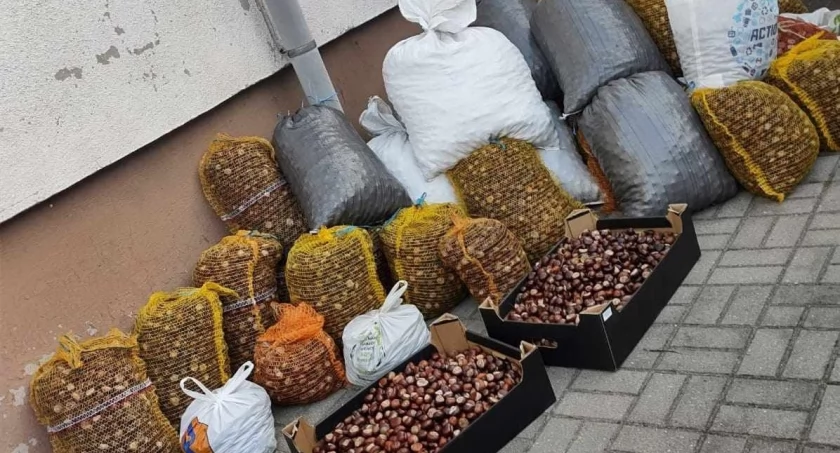 Zbierają kasztany na pomoc psom z przytuliska 