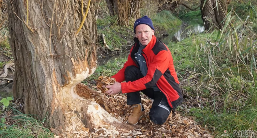Bobry ścinają drzewa w Barcinie. Zagrożone ogrody i garaże przy ul. Wyzwolenia
