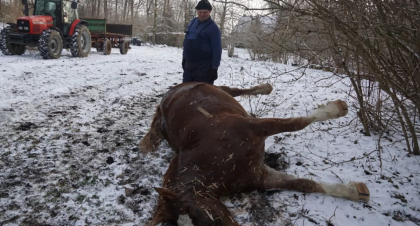 Do stajni zbliżyły się wilki. Spłoszone konie uciekły na lód. Tafla się załamała (wideo + zdjęcia)