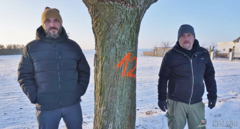 Zarząd Dróg Powiatowych planuje wycinkę 42 drzew pod ścieżkę rowerową relacji Gąsawa-Biskupin