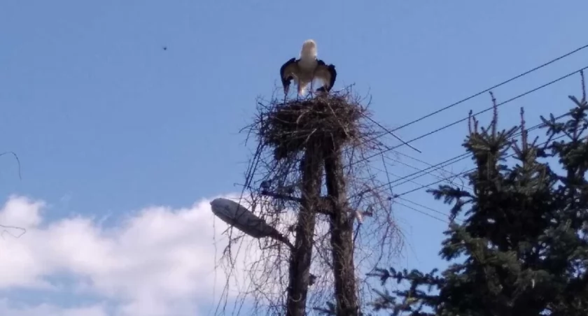 Będzie platforma pod bocianie gniazdo w Łysininie