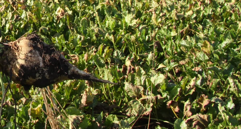 Nowość dla plantatorów Krajowej Grupy Spożywczej. Ubezpieczenie buraków na innych zasadach