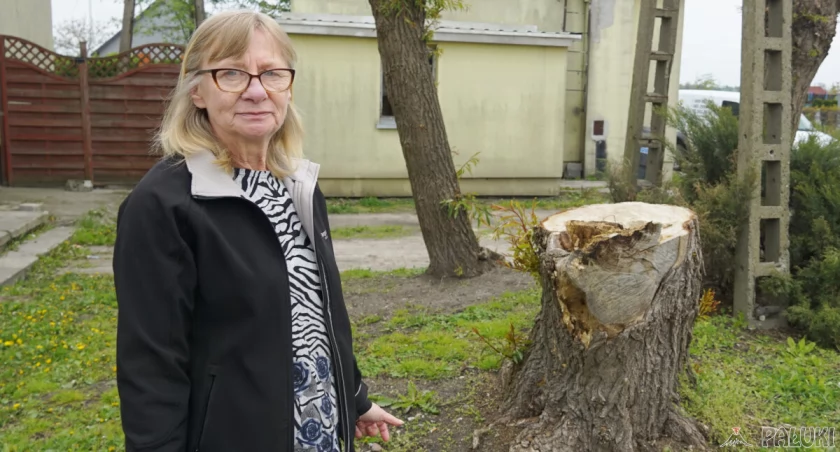 Wycięty dąb przy ulicy Dębowej. Dwie wierzby przy Rolnej też ścięte (wideo)