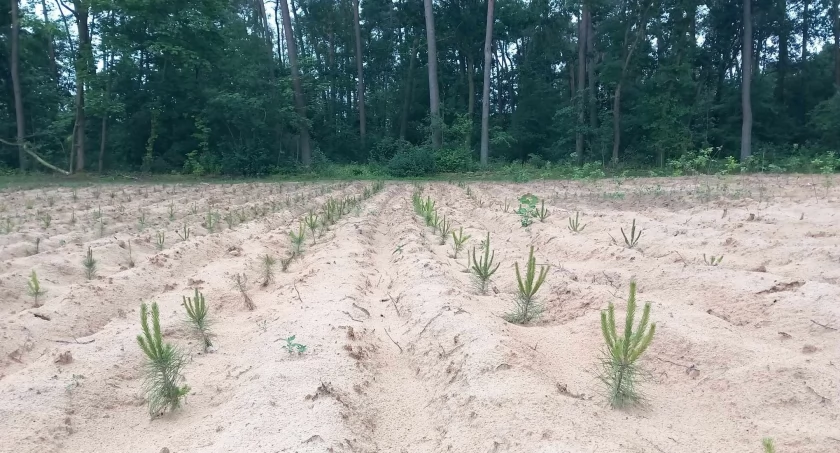A może by zasadzić las? Pieniądze na inwestycje leśne lub zadrzewieniowe