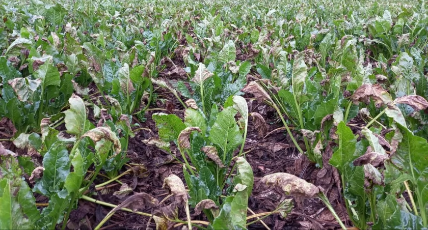 Chwościk atakuje plantacje buraków - objawy, przyczyny, ochrona