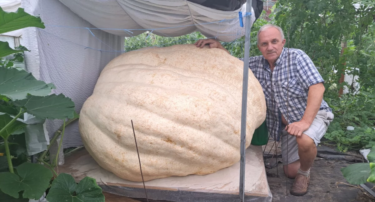 Chucha i dmucha, by arbuz przybrał do 119 kilo. Drugi sezon w żnińskiej szklarni gigantów (film + fotogaleria)