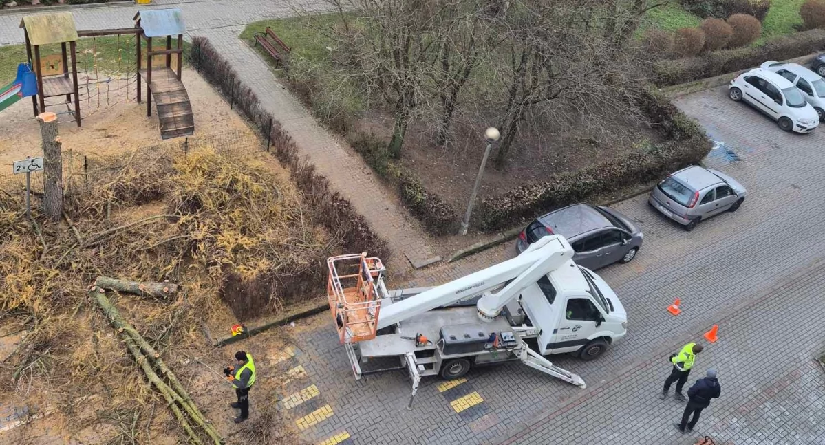 Była burmistrz Barcina płakała nad ściętym modrzewiem (zdjęcia)