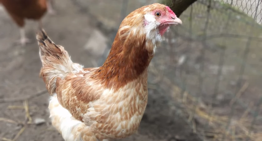 Grypa ptaków i rzekomy pomór drobiu. Groźne choroby atakują drób