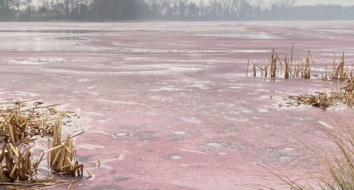 Jezioro Kaczkowskie stało się czerwone (zdjęcia)