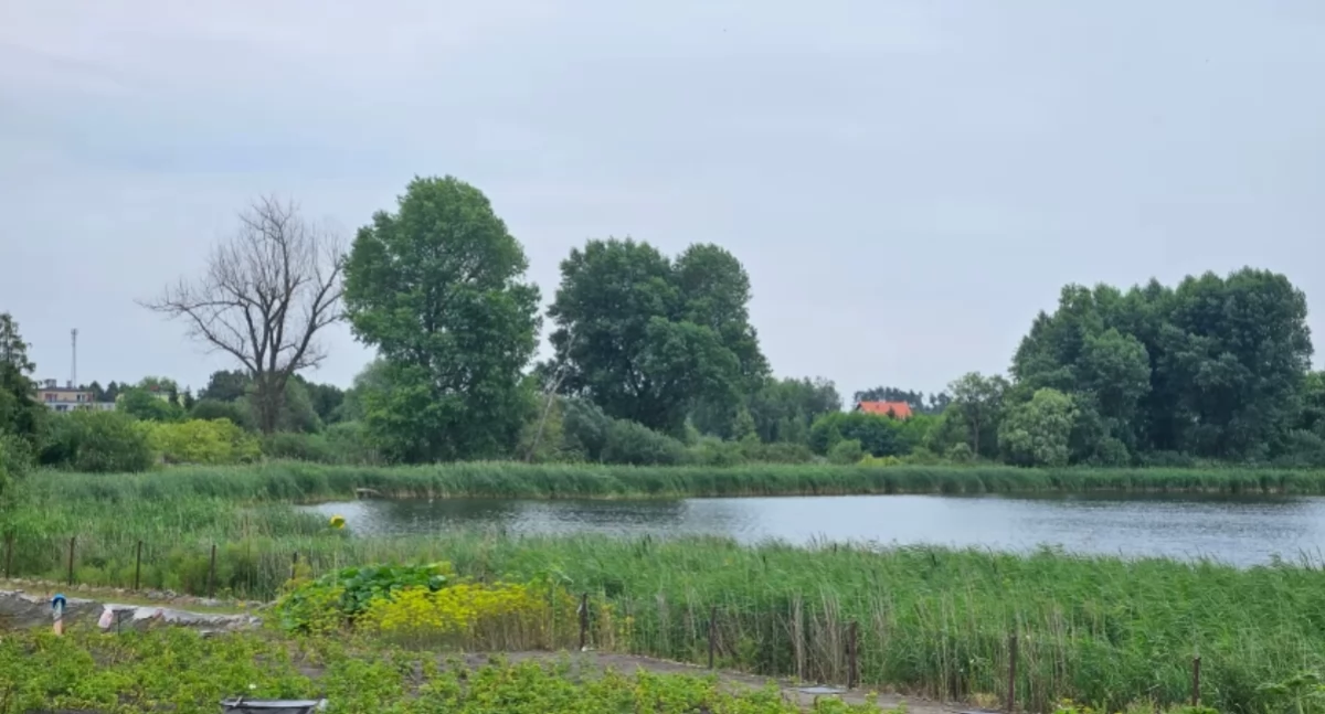 Wzrost populacji kormorana może mieć związek z niszczeniem jego siedlisk i zabiciem piskląt