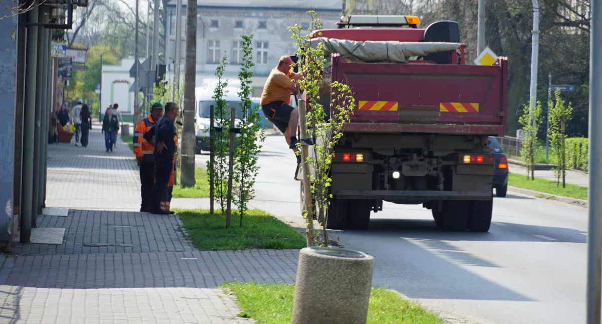 Wycięli akacje na ul. Mickiewicza, sadzą graby (fotogaleria)