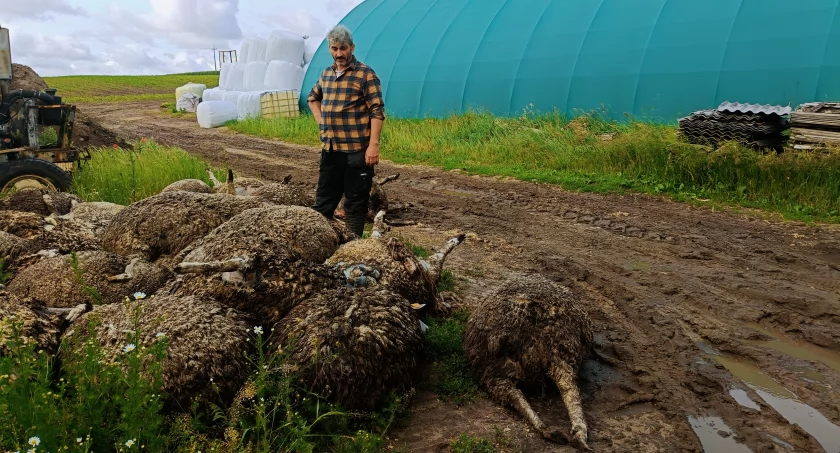 Nocny atak wilków na owce w Jeżewie - hodowca stracił 27 owiec, kilkadziesiąt jest rannych
