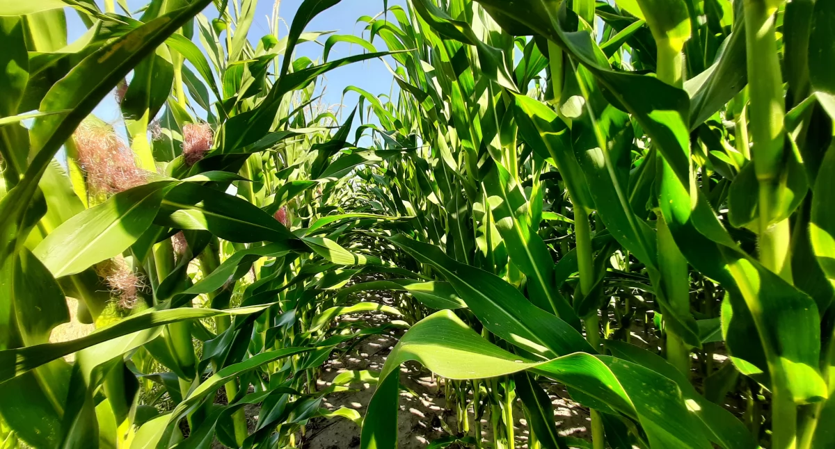 Wnioski o dopłaty złożone - o czym należy pamiętać?