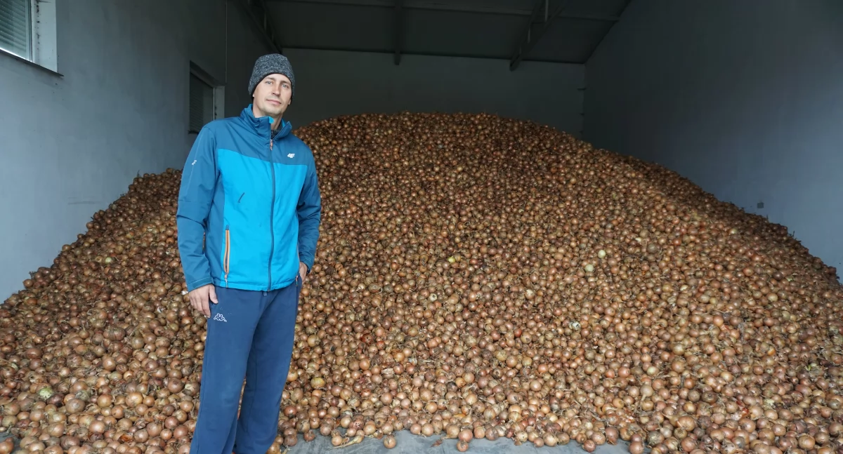 W sklepie cebula kosztuje około 4 zł za kilogram. W Ośnie - 80 groszy