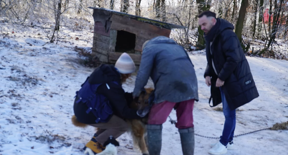 Martwy cielak rzucony psom na mrozie. Interwencja służb w Zdziersku (film)