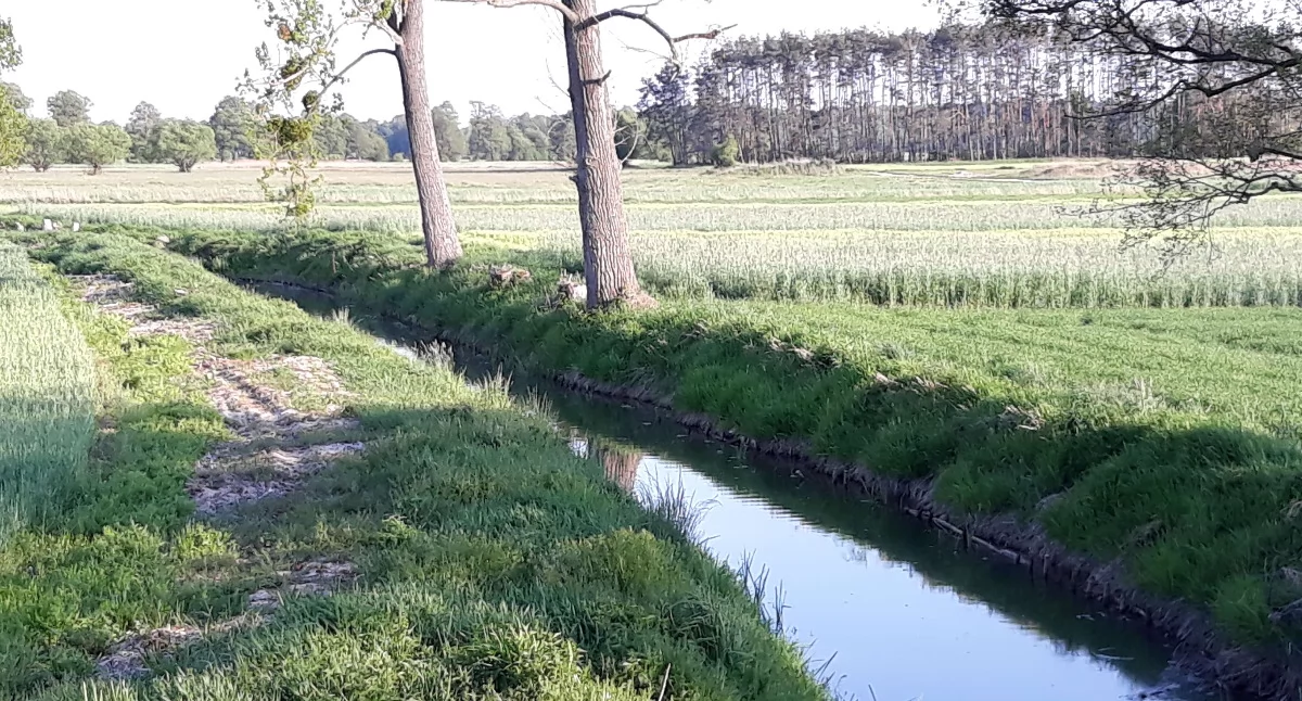 Rowy w Ośnie zostaną oczyszczone. Spółka wodna dostała pieniądze.