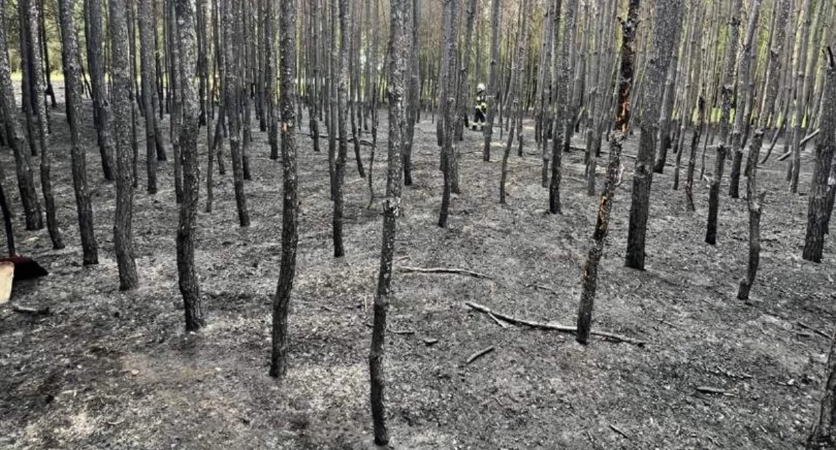 Strażacy ugasili młodnik i uratowali 30 pszczelich domków w Sarbinowie