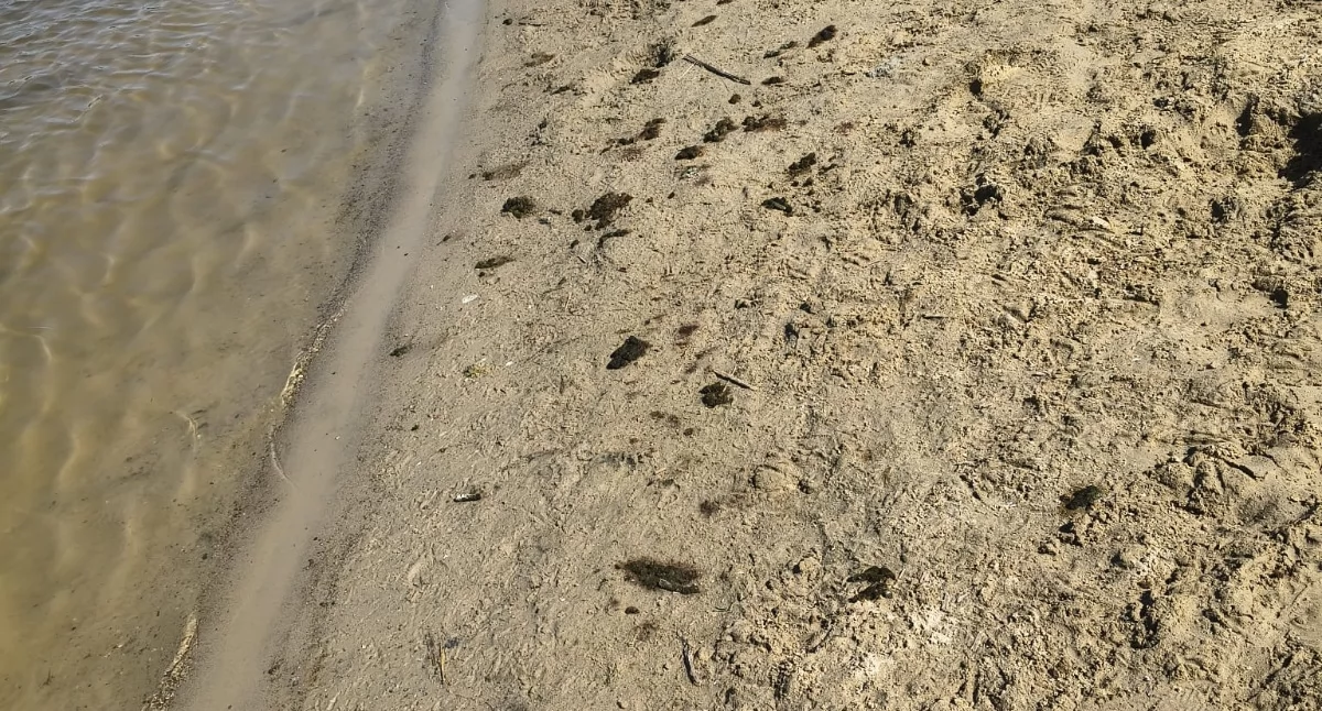 Gęsi mają wszystko w nosie - po 1 lipca czystość na żnińskiej plaży ma się poprawić 