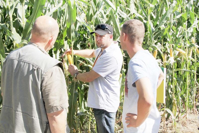 Jak dobrze uprawiać kukurydzę