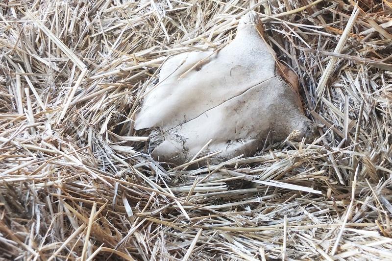 Po kolczykach do żywotów i śmierci cieląt