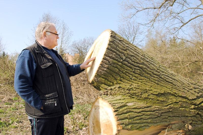 Topole wycięte, będą brzozy