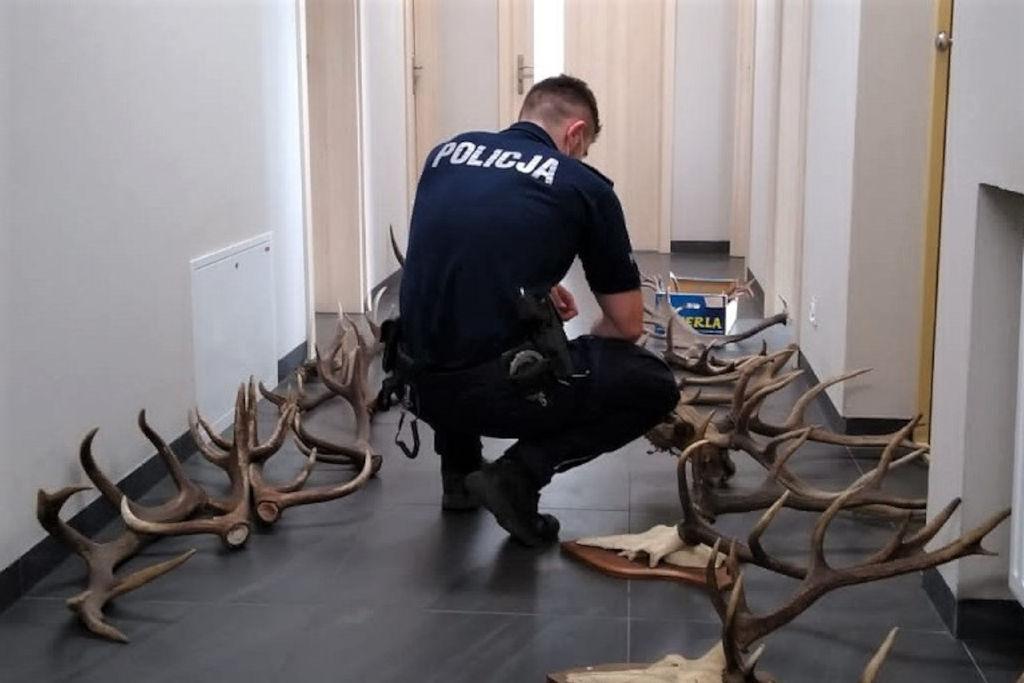 Zatrzymany za poroże