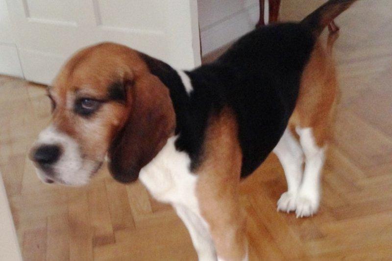 Beagle szuka domu