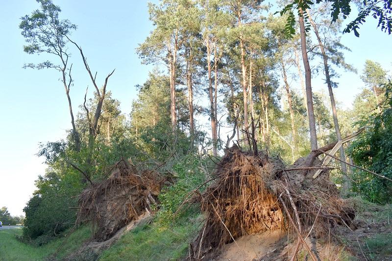 Zniszczone lasy, infrastruktura i budynki
