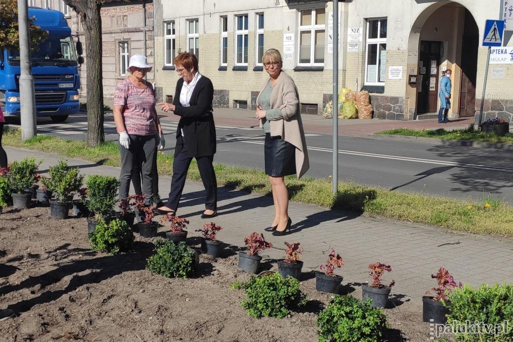 Estetyka na miejskich klombach