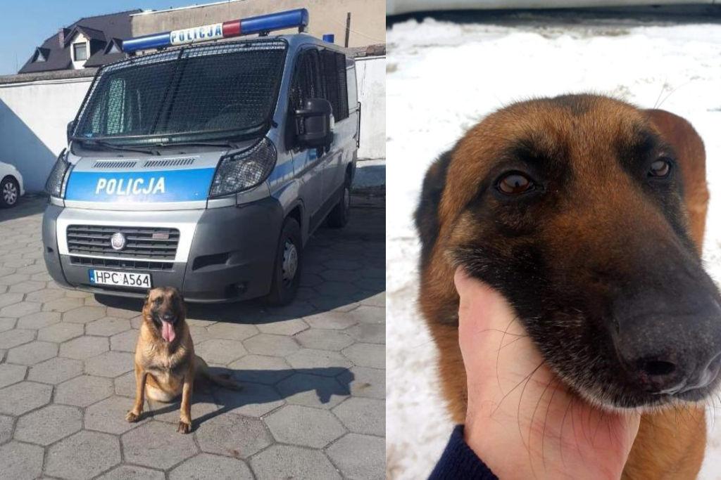 Cztery łapy na służbie