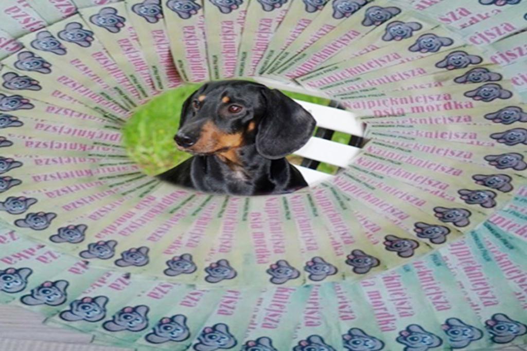 Najpóźniej dziś do 15.00 zgłoś psa!