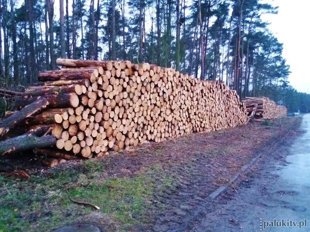 Wycinka lasu na Leśnej